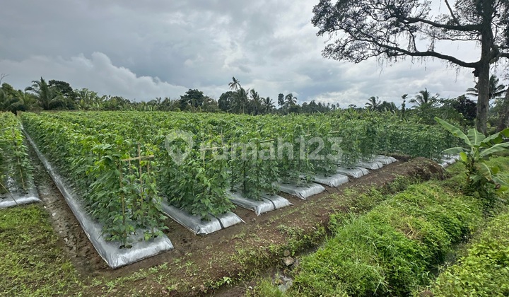 Cheap Land View Rice Field Valley Mountain Car Road Cheap Land View Rice Field Valley Mountain Car Road