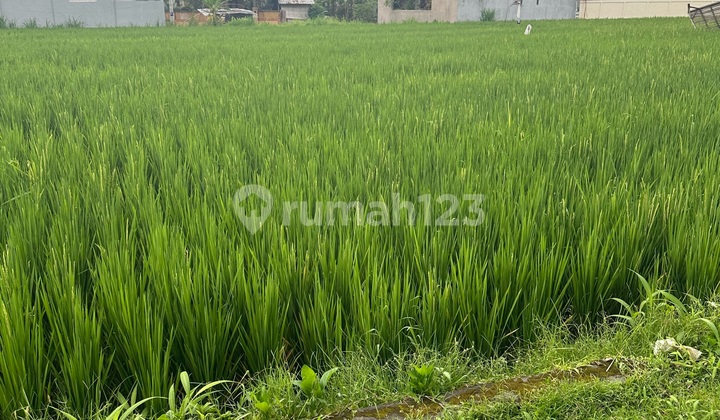 Tanah View Sawah Zona Kuning Siap Bangun Vila 
