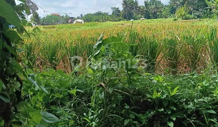 Yellow Zone Lease Land Ready to Build with Beautiful Rice Field View