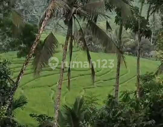 Dijual Tanah Cocok untuk Investasi di Pupuan Selemadeg Tabanan Dijual Tanah Cocok untuk Investasi di Pupuan Selemadeg Tabanan