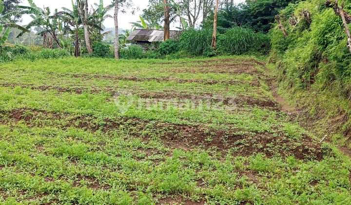 Land for Sale in the Heart of the Bedugul Tourist Area