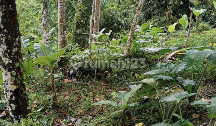 Tanah View Sungai Hutan Harga Murah Dekat Ubud