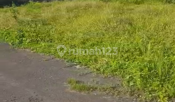 Tanah View Sawah Harga Termurah Cocok Vila Pribadi Tanah View Sawah Harga Termurah Cocok Vila Pribadi