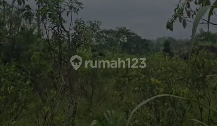 Cheap Rental Land River View Forest Main Road Cheap Rental Land River View Forest Main Road