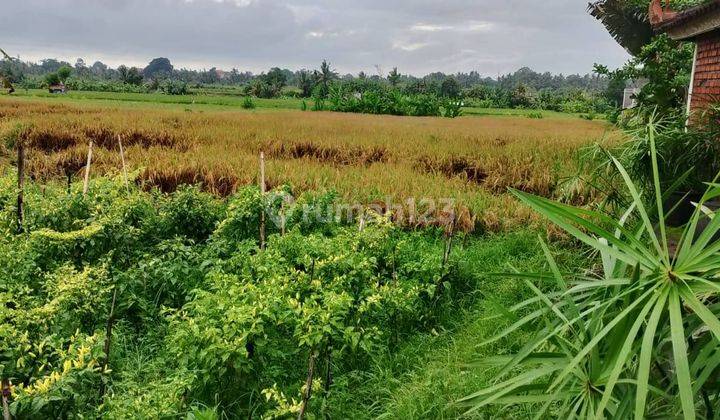 TANAH MURAH UKURAN KECIL COCOK PRIVATE VILLA VIEW SAWAH 1