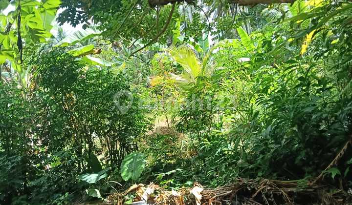 Yellow Zone Lease Land Ready to Build with Beautiful Rice Field View