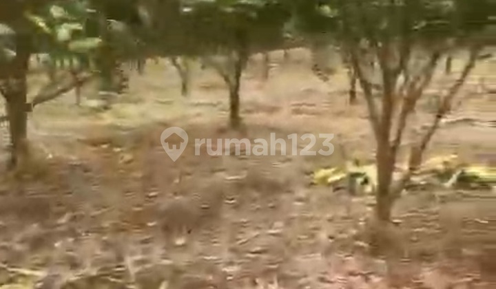 Murau Land Orange Orchard Kintamani For Investment