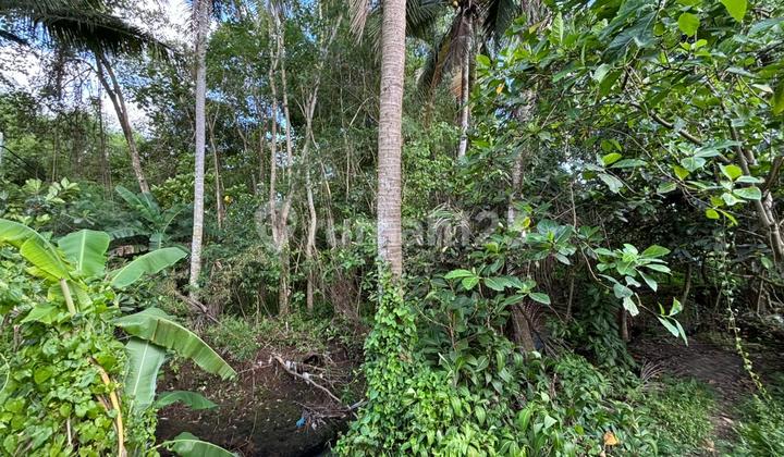 Land Lease for Villa View River Forest Rice Fields