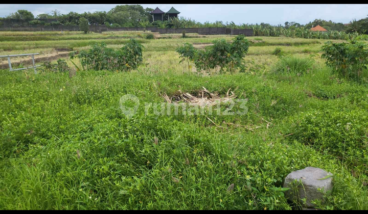 Tanah View Sawah Gunung Zona Kuning Cocok Vila