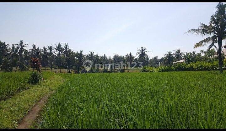 LAND WITH RICE FIELD VIEW, VILLA SUITABLE FOR RENTAL BUSINESS 1