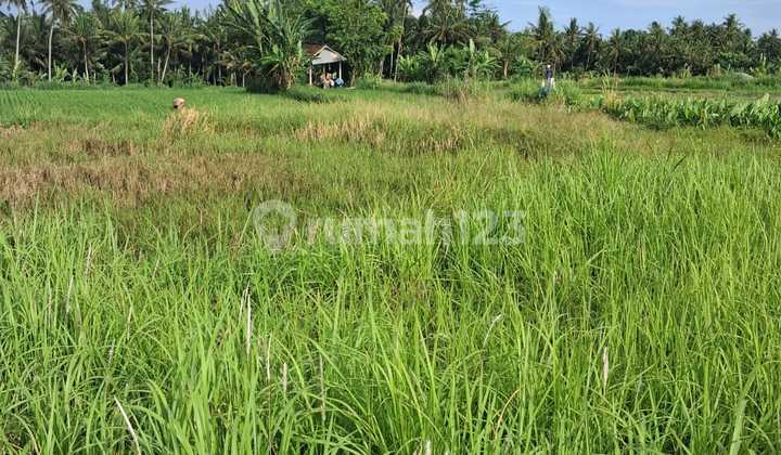 Dijual Tanah View Sawah Area Blahbatuh Dekat ke Ubud Dijual Tanah View Sawah Area Blahbatuh Dekat ke Ubud