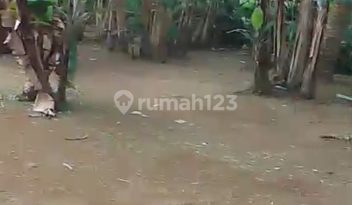 Tanah Zona Kuning View Hutan Hrga Murah Utara Ubud Tanah Zona Kuning View Hutan Hrga Murah Utara Ubud