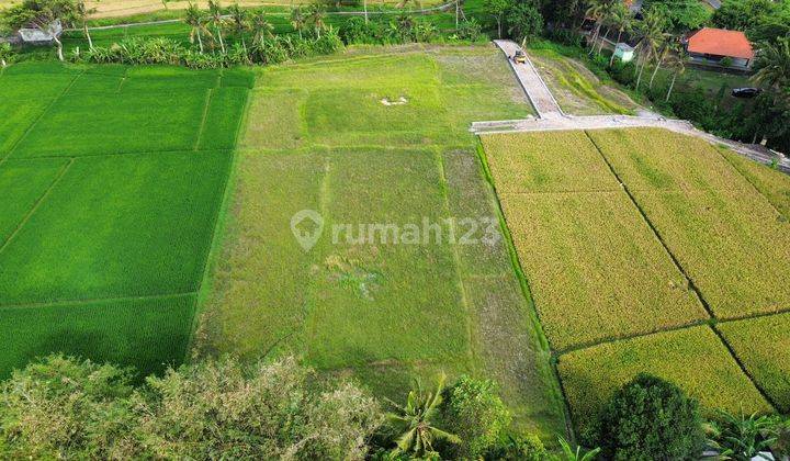 Tanah View Sawah Hutan Lingkungan Resort Harga Murah 2