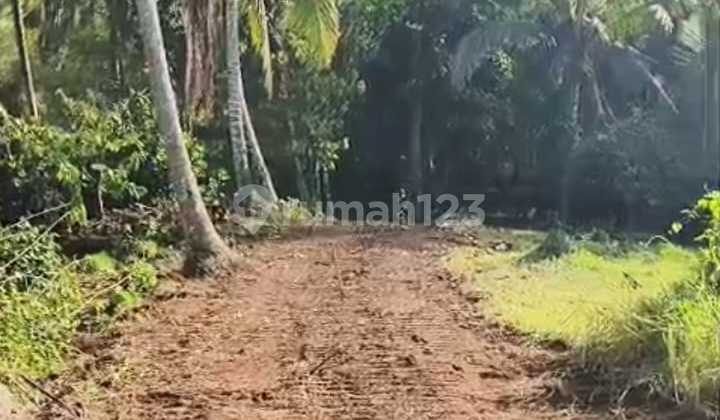 For Sale Chocolate Plantation Land in Megati Tabanan Area