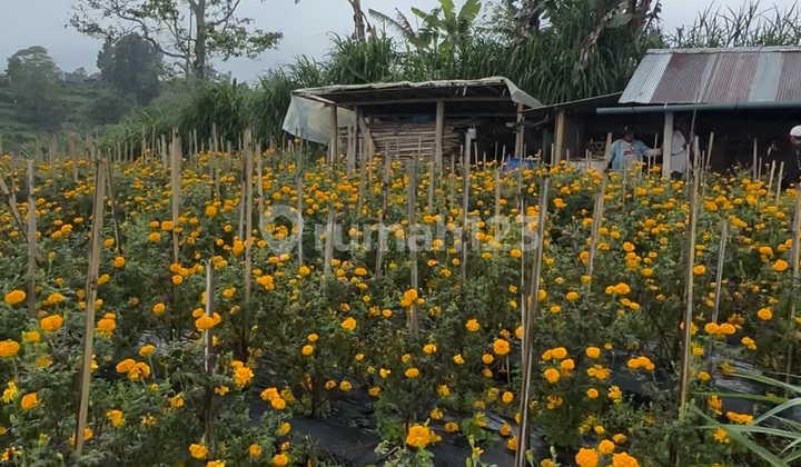 Tanah Murah Bedugul View Keren Lingkungan Villa