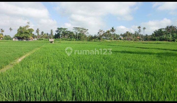 LAND FOR RENT IN TOURISM ZONE WITH ABADI RICE FIELD VIEW SUITABLE FOR VILLA BUSINESS 1