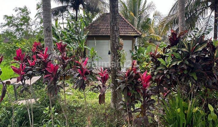 Tanah Sewa View Sawah Keren Di Central Ubud Harga Murah 1