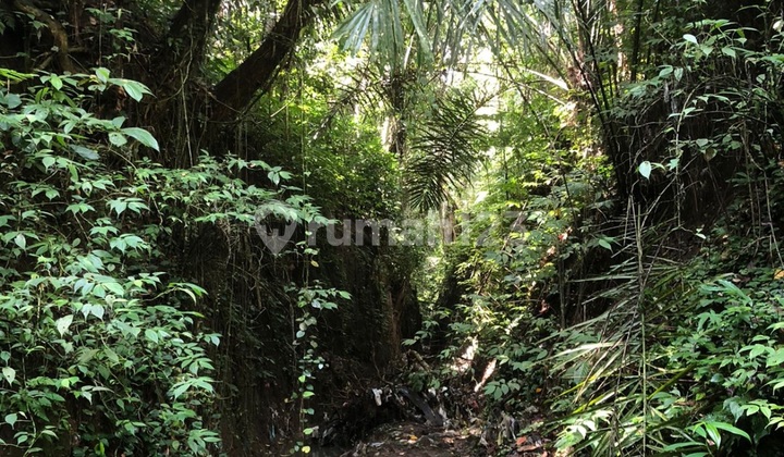 Tanah Murah View Sungai Hutan Sawah Cocok Investasi