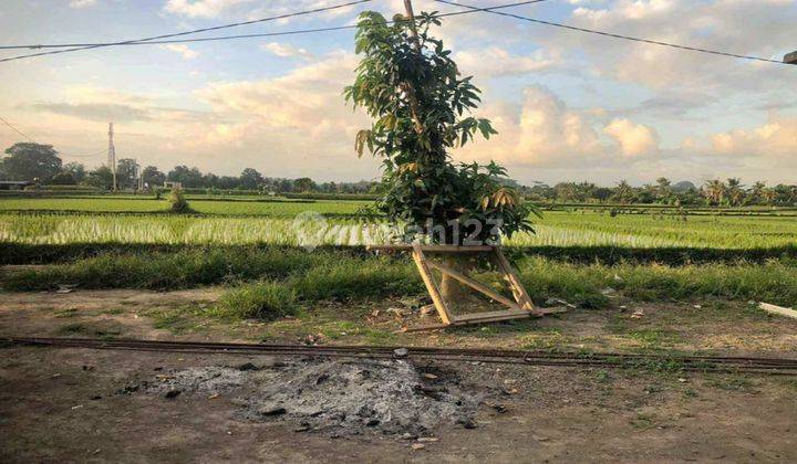 Rice Field View Land Near Central Ubud Cheap Price 1