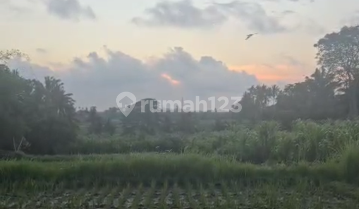 Tanah Sewa Murah View Hutan Sawah Sunset Keren 
