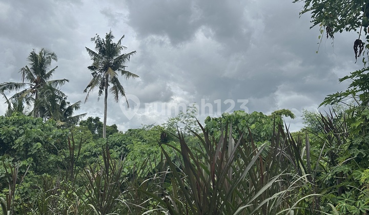 Land for Rent with Forest River View in Yellow Zone, Mas Ubud Land for Rent with Forest River View in Yellow Zone, Mas Ubud