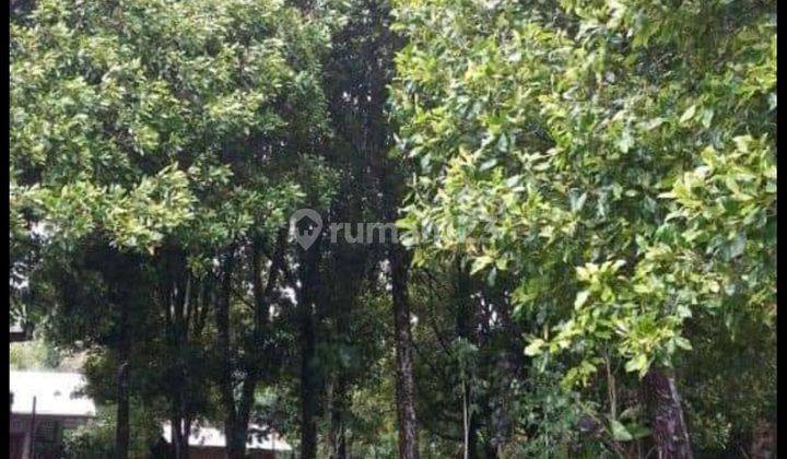 KEBUN CENGKEH SIAP PANEN DI BULELENG HARGA MURAH 2