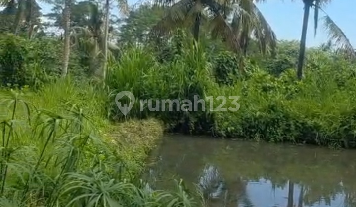 Tanah Zona Kuning View Sungai Hutan Keren