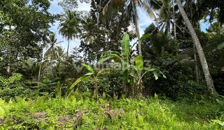 Tanah View Hutan Sungai Zona Kuning Cocok Vila Rental Tanah View Hutan Sungai Zona Kuning Cocok Vila Rental
