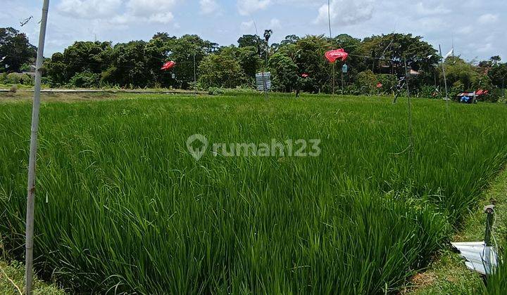 TANAH VIEW SAWAH KEREN DI UMALAS TERMURAH 2