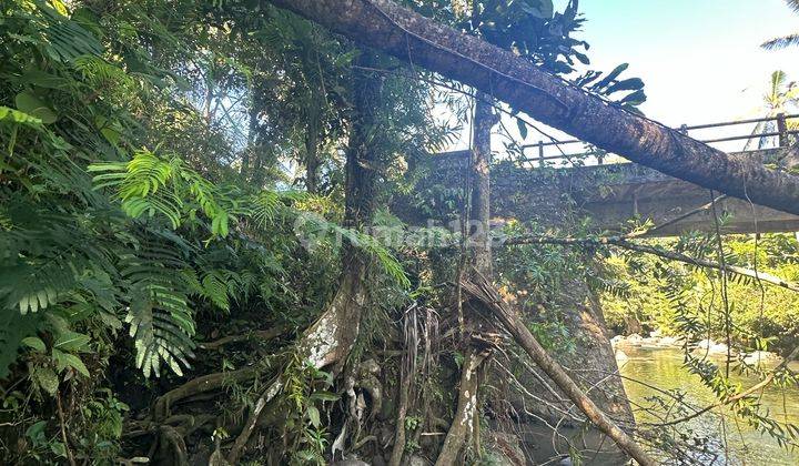 65 Jt/are Dapat Tanah Jalan Utama View Sungai Hutan Keren 2
