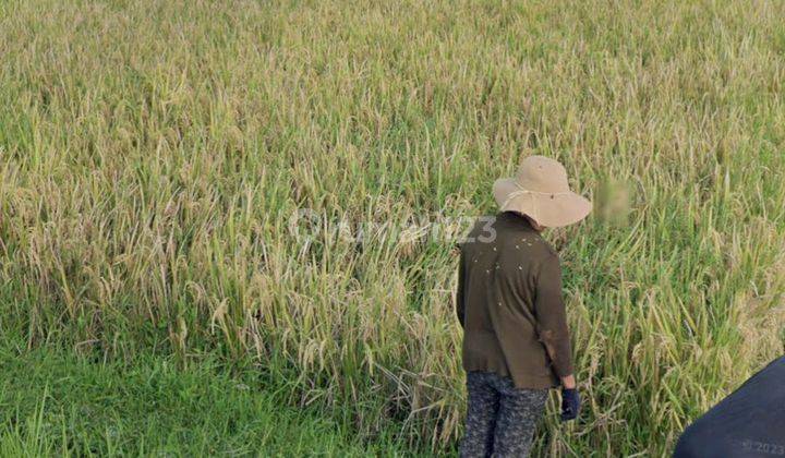 LAND IN FRONT OF VICEROY RESORT UBUD CHEAP PRICE BEAUTIFUL VIEW 2