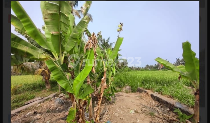 Tanah Murah Dekat Pantai Saba View Sawah Lingkungan Vila Tanah Murah Dekat Pantai Saba View Sawah Lingkungan Vila