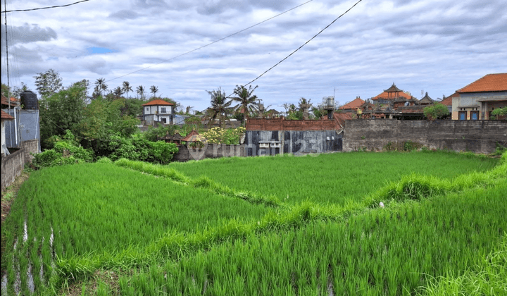 Tanah Sewa View Sungai Sawah Harga Murah Aja  2