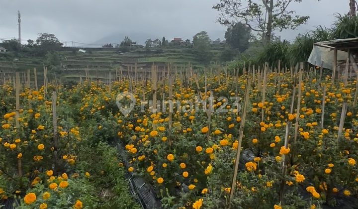 Tanah Murah Bedugul View Keren Lingkungan Villa