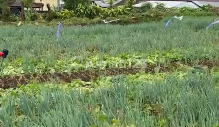 Cheap Land Bedugul View Cool Air Hill Cheap Land Bedugul View Cool Air Hill