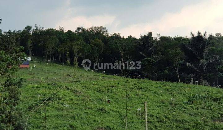 TURUN HARGA dari 75.000 per meter jadi 65.000 per meter Nego. Tanah di Cipanas
Lebak
Serang
Banten. Cocok Untuk Perkebunan dan Peternakan 1