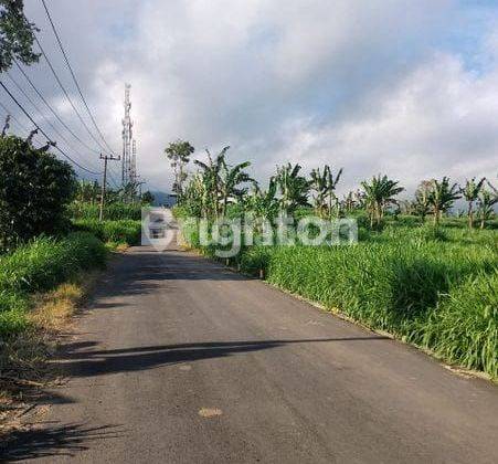 Tanah 300 m dari Greenfields kerjasama dengan Greenfields untuk setor rumput pakan ternak 1