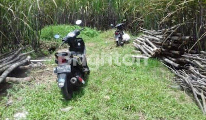Tanah Luas Murah di Mangunrejo Kepanjen Malang  1