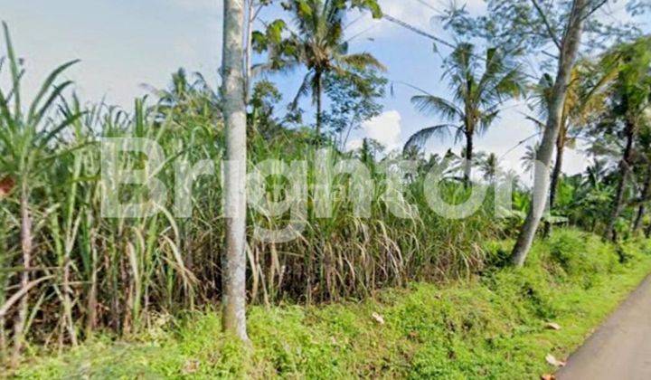 TANAH SAWAH KESAMBEN NGAJUM MALANG 2