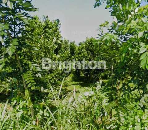 Lahan Jeruk Aktif Luas & Strategis - Karangploso