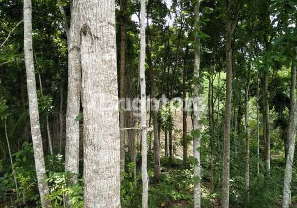 Selling Plantation Land in Bantur, Malang