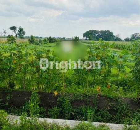 Productive Land in English Village, Pare, Kediri