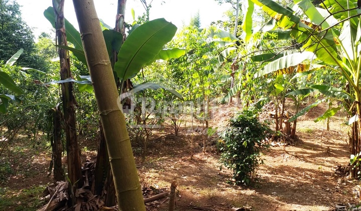 Tanah di Nyatnyono , Ungaran Barat Nc 4197  1