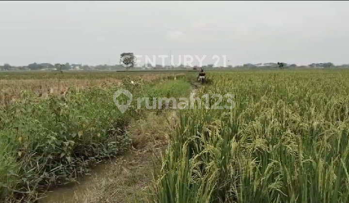 Paddy Field in Tambelang, Bekasi, West Java Paddy Field in Tambelang, Bekasi, West Java