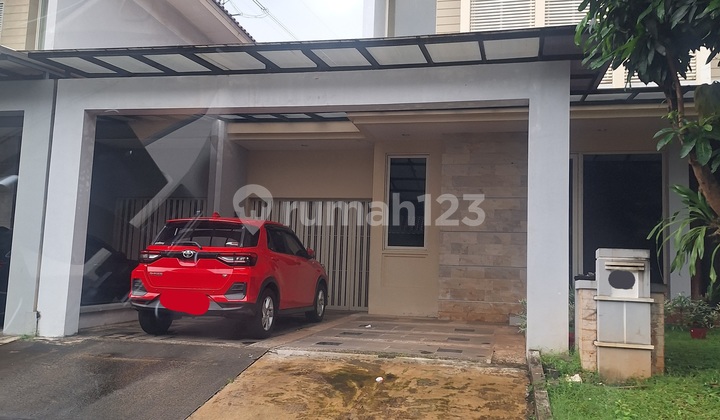 Sutera Pelangii 240 5M 2