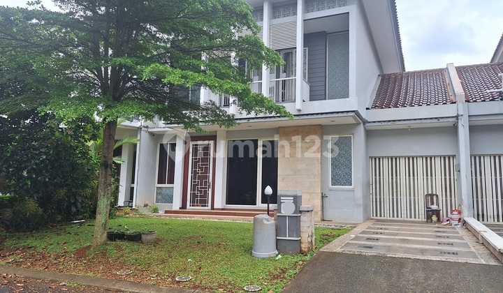 Sutera Pelangii 240 5M