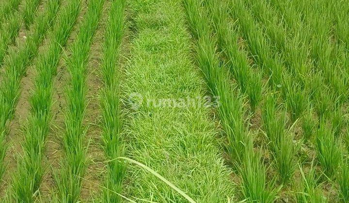 TANAH VIEW SAWAH KABA2 TABANAN BALI 2