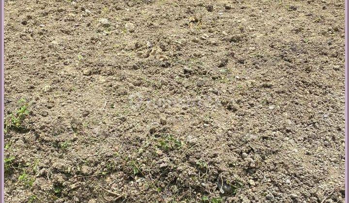 Jual Tanah Sleman Dekat Kampus Umy Siap Ajb 12