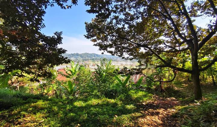 Dijual Cepat Kebun Alpukat Miki Rp 150 rb/m² di Bogor Dijual Cepat Kebun Alpukat Miki Rp 150 rb/m² di Bogor