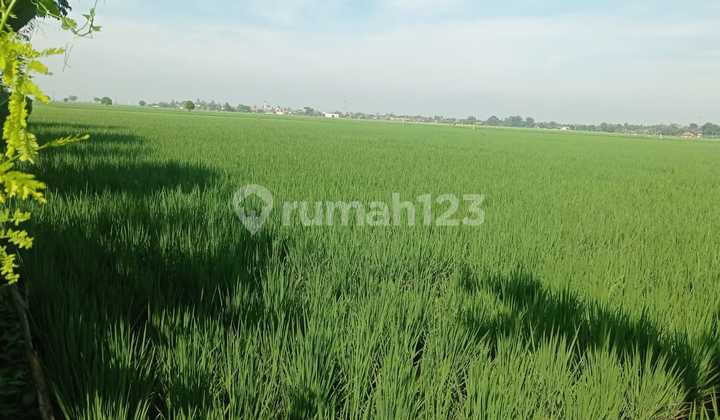 Irrigated Rice Field - Karawang - West Java